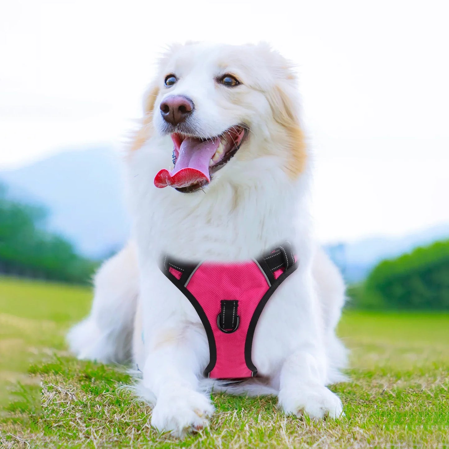 Personalized Classic Dog Vest for Outings Engraved Custom Dog Harness