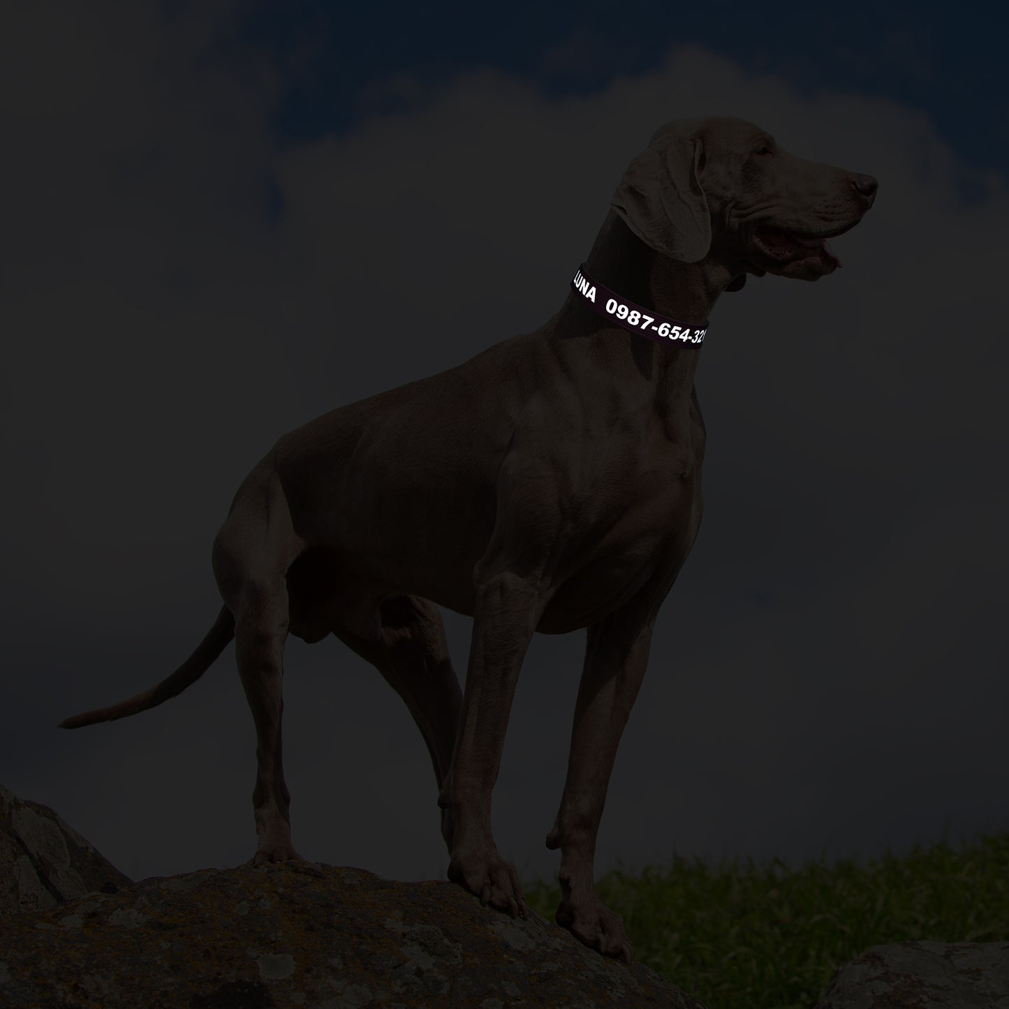 Customizable Reflective Leather-Textured Anti-Lost Personalized Dog Collar