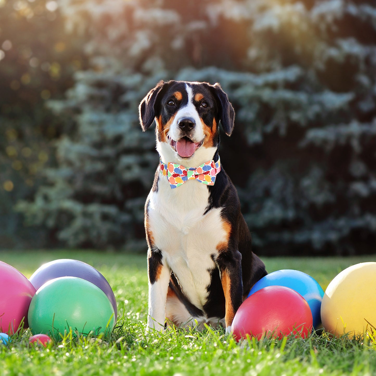 Holiday Adjustable Dog Collar For Easter, St. Patrick's Day & Valentine's Day