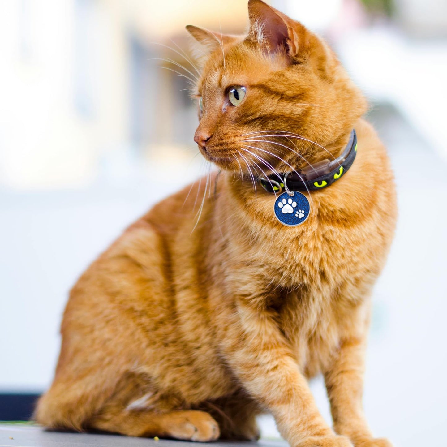 Round Paw Glitter Custom Pet ID Tags Personalized Engraved