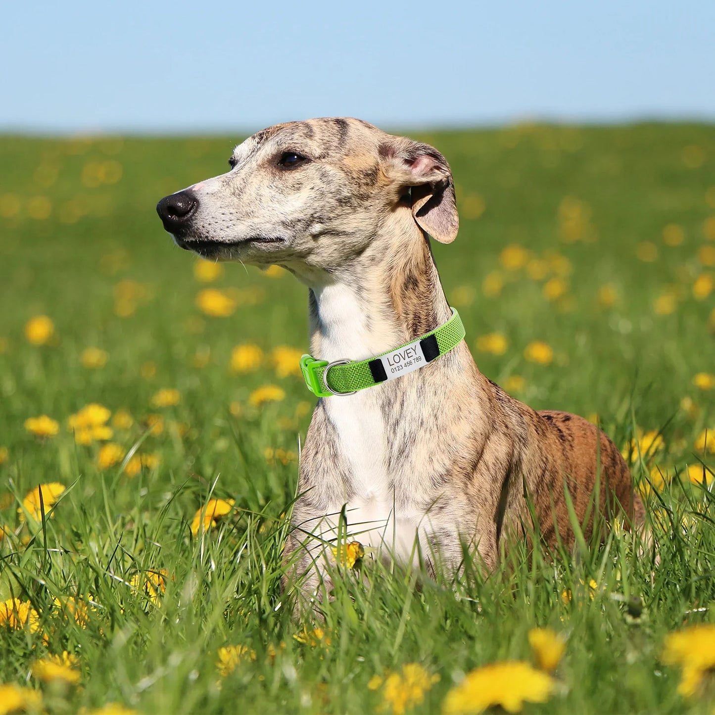 Fully Reflective Soft Personalized Dog Collar, Plastic Buckle