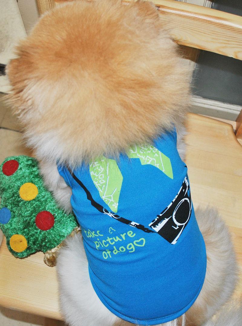 3 PCS Small Dog T Shirts Striped Dog Clothes - iTalkPet