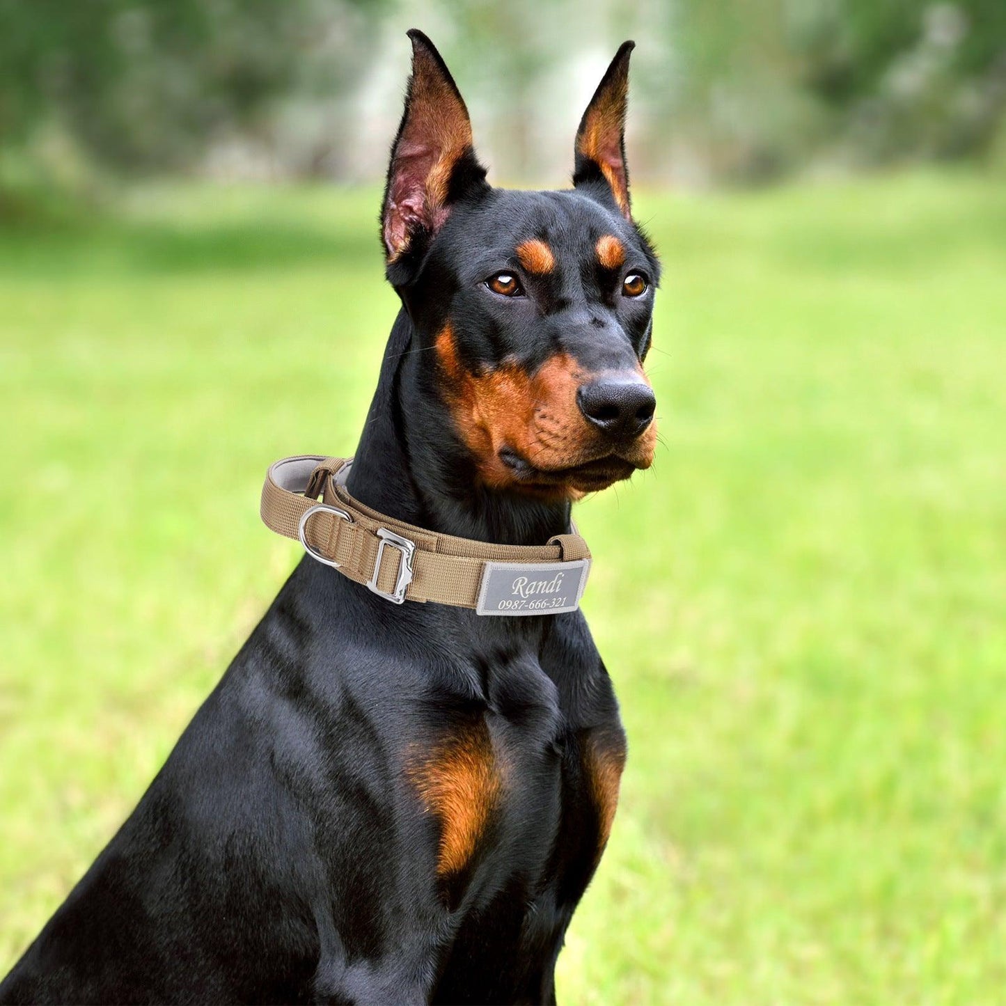 Personalized Tactical Dog Collar Adjustable Soft Padded Pet Collars with Handle - iTalkPet