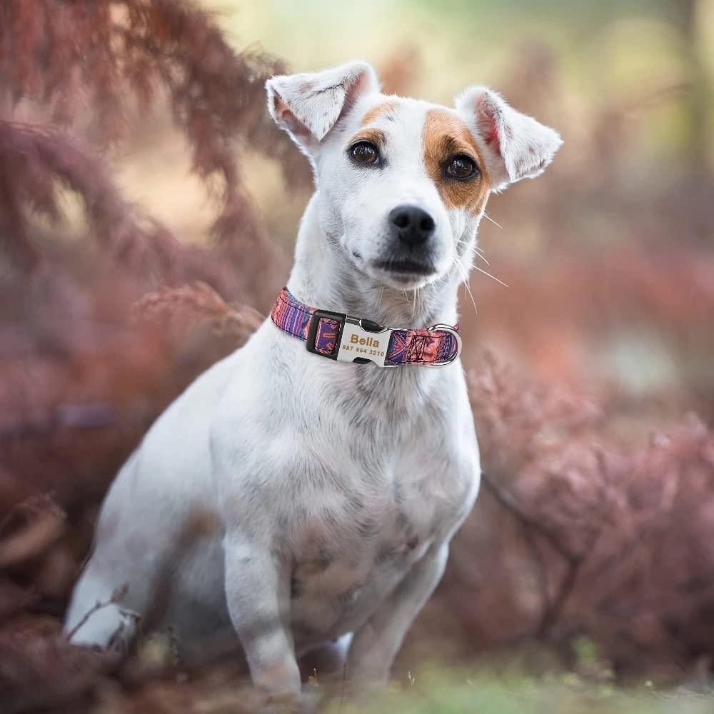 Personalized Custom Dog Collar Free Engraved Nameplate ID Tag - iTalkPet