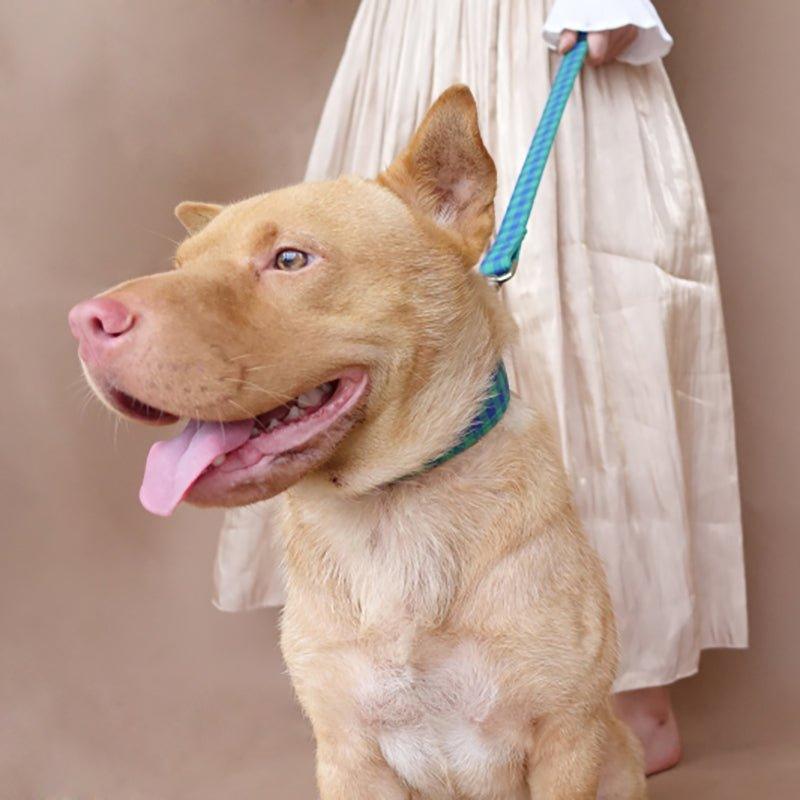 Teal Green Plaid Personalized Dog Collar Set - iTalkPet