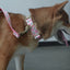 Cute Flower Personalized Dog Collar with Plastic Buckle