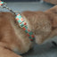 Flower Cute Personalized Dog Collar with Plastic Buckle