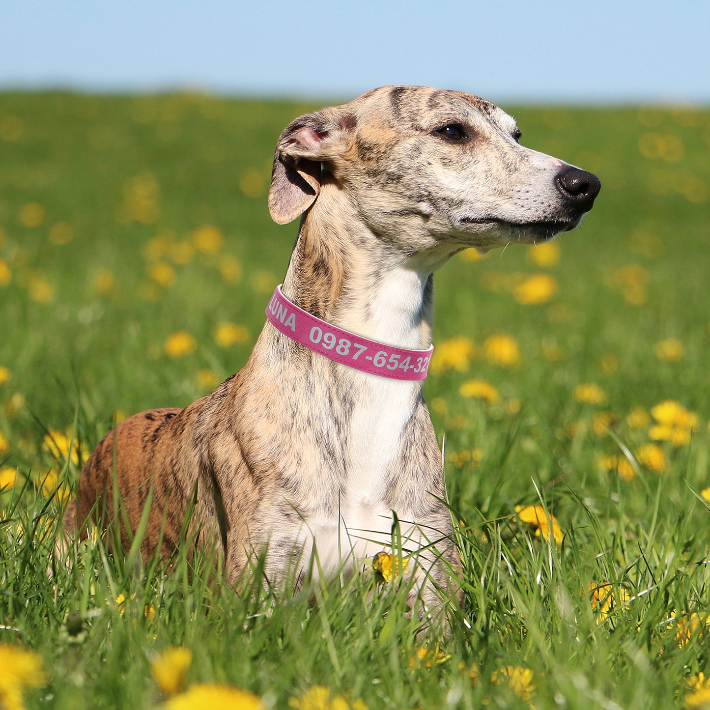 Customizable Reflective Leather-Textured Anti-Lost Personalized Dog Collar