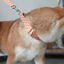 Cute Personalized Dog Collar with Plastic Buckle