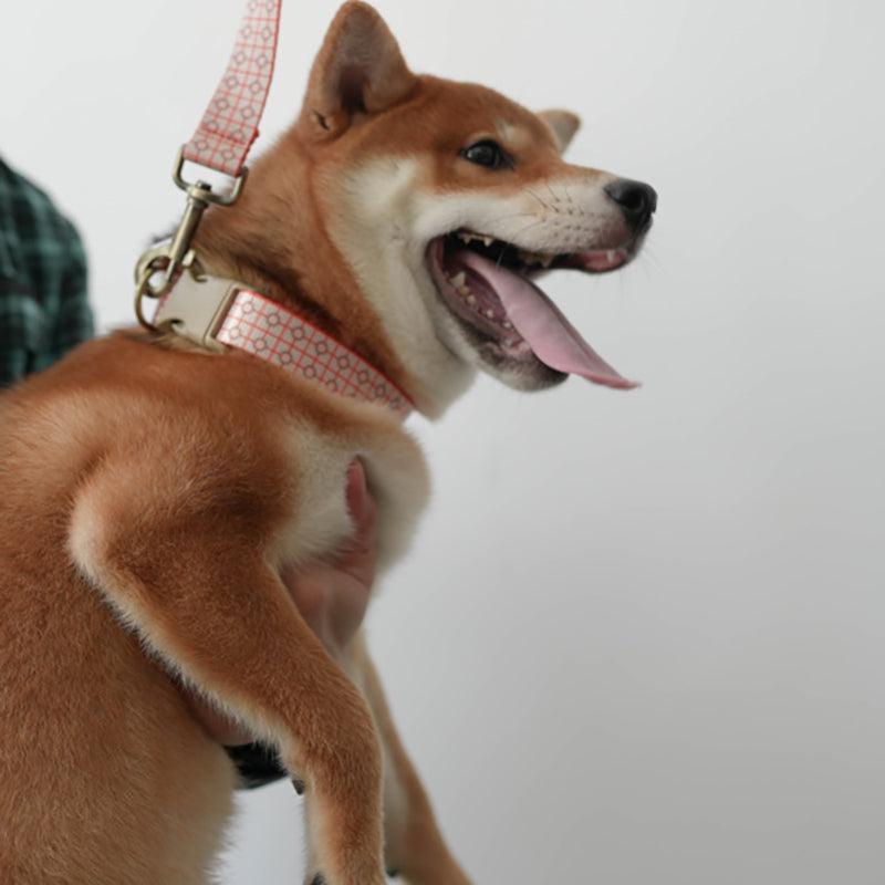 Cute Personalized Dog Collar with Plastic Buckle