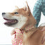 Cute Personalized Dog Collar with Plastic Buckle