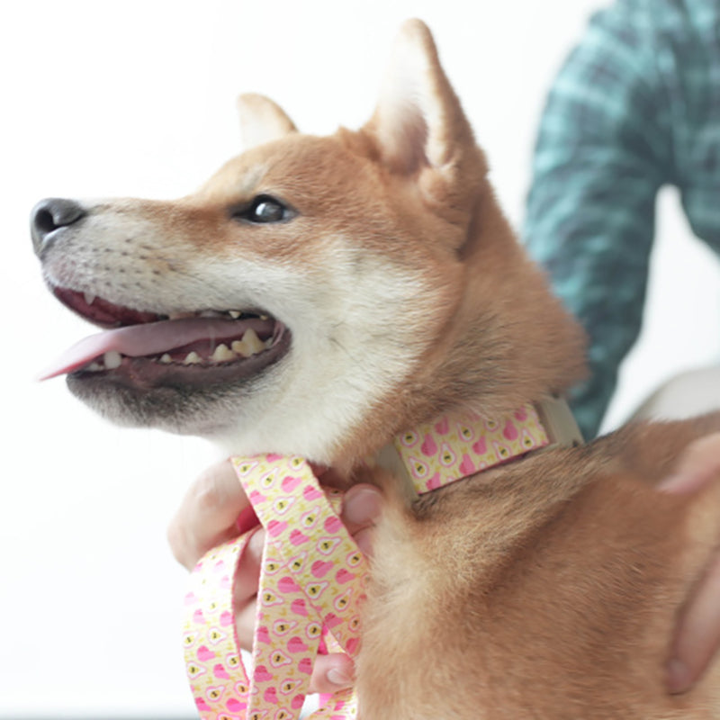 Cute Personalized Dog Collar with Plastic Buckle