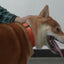 Halloween Cute Personalized Dog Collar with Plastic Buckle