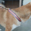Cute Personalized Dog Collar with Plastic Buckle