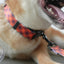 Halloween Cute Personalized Dog Collar with Plastic Buckle