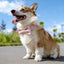 Metal Buckle Soft Flannel Pet Engraved Collar - Custom Dog Collar