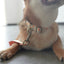 Cute Flower Personalized Dog Collar with Plastic Buckle