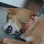 Halloween Cute Personalized Dog Collar with Plastic Buckle