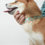 Cute Personalized Dog Collar with Plastic Buckle