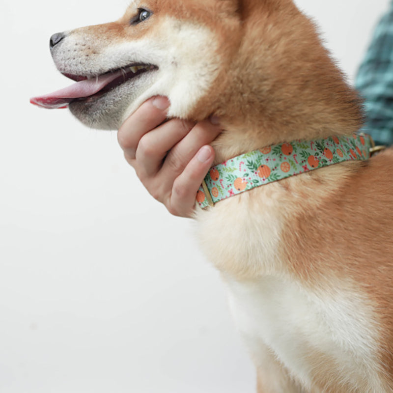 Cute Personalized Dog Collar with Plastic Buckle