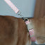 Flower Cute Personalized Dog Collar with Plastic Buckle