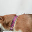 Cute Personalized Dog Collar with Plastic Buckle