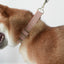 Cute Personalized Dog Collar with Plastic Buckle