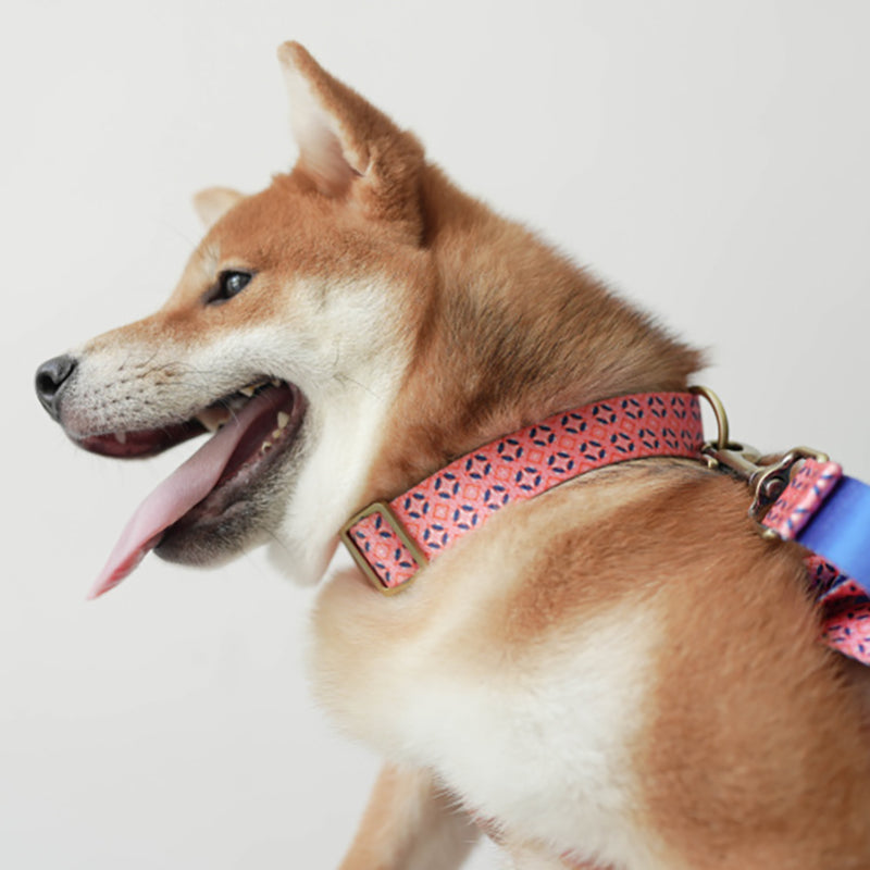 Cute Personalized Dog Collar with Plastic Buckle