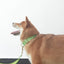 Cute Personalized Dog Collar with Plastic Buckle