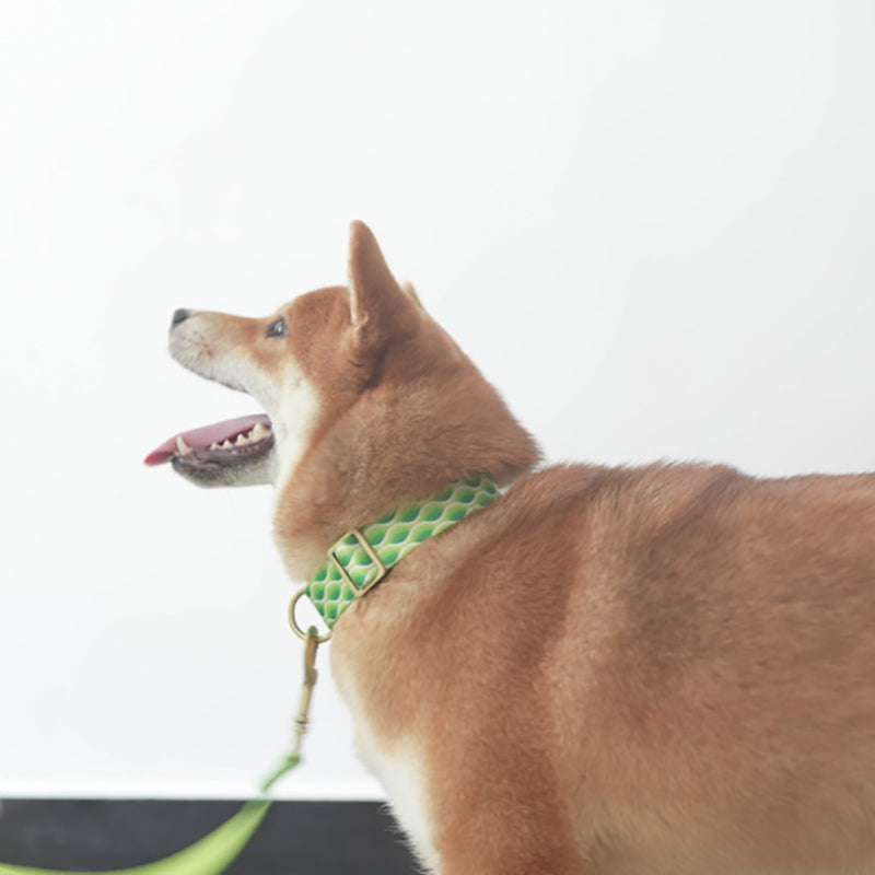 Cute Personalized Dog Collar with Plastic Buckle