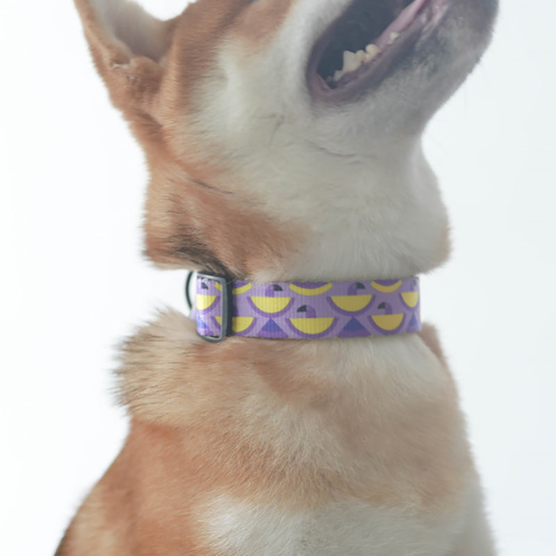 Cute Personalized Dog Collar Plastic Buckle, Custom Pet Collar Bow Tie, Leash