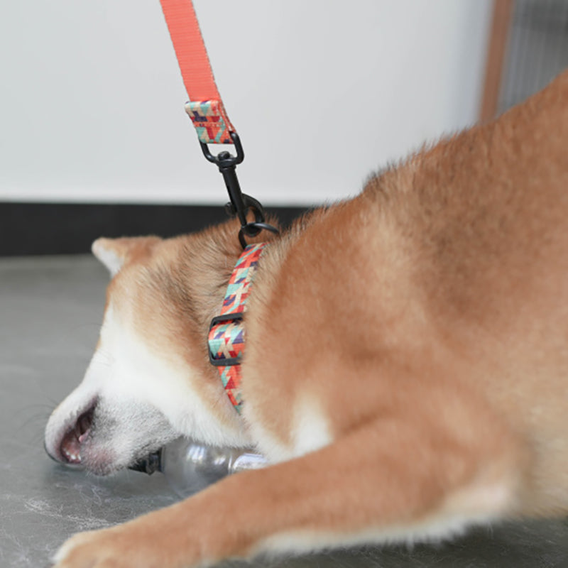 Plastic Buckle Cute Personalized Dog Collar, Custom Pet Collar Bow Tie, Leash