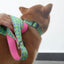 Cute Personalized Dog Collar Plastic Buckle, Custom Pet Collar Bow Tie, Leash