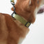 Plastic Buckle Cute Personalized Dog Collar, Custom Pet Collar Bow Tie, Leash