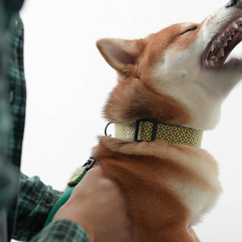 Plastic Buckle Cute Personalized Dog Collar, Custom Pet Collar Bow Tie, Leash