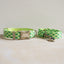 Cute Personalized Dog Collar with Plastic Buckle