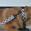 Cute Personalized Dog Collar Plastic Buckle, Custom Pet Collar Bow Tie, Leash
