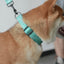 Halloween Cute Personalized Dog Collar with Plastic Buckle