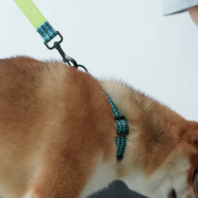 Cute Personalized Dog Collar Plastic Buckle, Custom Pet Collar Bow Tie, Leash