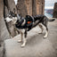 Reflective Explosion-Proof Dog Vest Harness