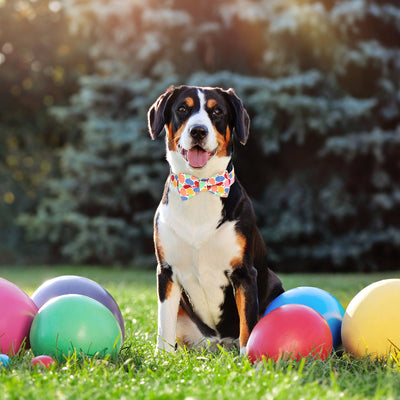Holiday Adjustable Dog Collar For Easter, St. Patrick's Day & Valentine's Day
