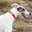 Natural Hemp Adjustable Dog Collar - Engravedable