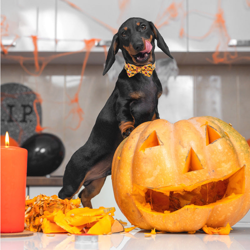Adjustable Halloween Dog Collars