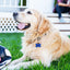 Personalized Bone Silicone Dog ID Tags Engraved Two Sides