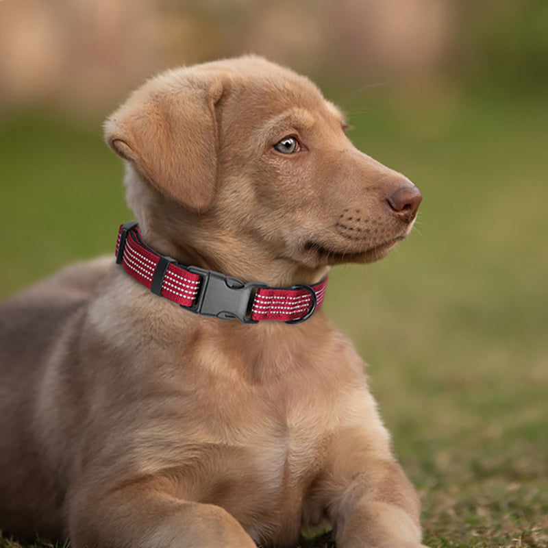 Comfortable Adjustable Reflective Dog Collar with Plastic Buckle - Engravedable