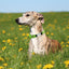 Fully Reflective Soft Personalized Dog Collar, Plastic Buckle