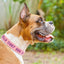 Skin Feeling Leather Cotton with Embroidered Anti-Lost Personalized Dog Collar