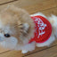 4PCS Dog Summer Sweatshirt Puppy Cute Vest for Small Pet - iTalkPet