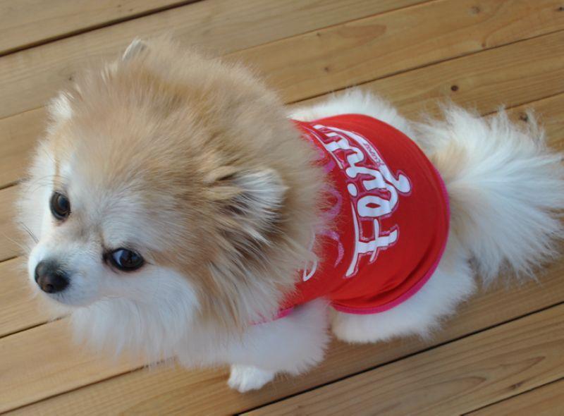 4PCS Dog Summer Sweatshirt Puppy Cute Vest for Small Pet - iTalkPet