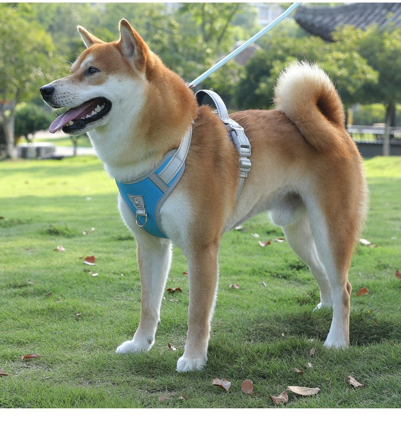 Nylon Strong Slip Lead Dog Leash - Training Leash for Medium Large Dogs